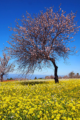 Flowering Tree Methode online